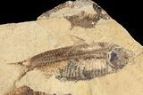 Fossil Fish (Gosiutichthys) Mortality Plate - Lake Gosiute #87812-2